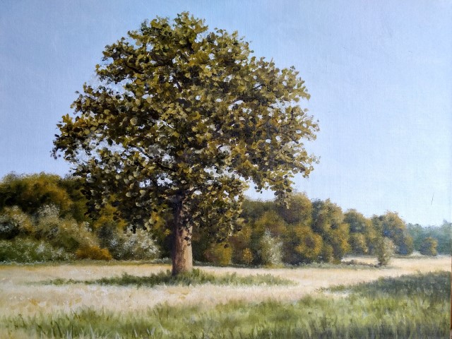 Oak Tree