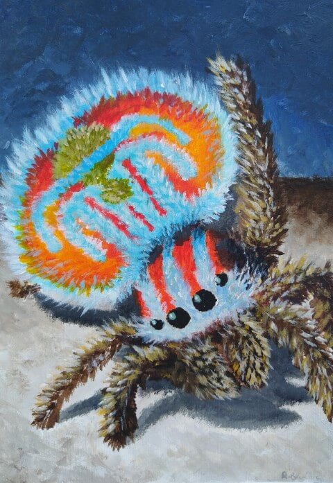 Peacock Spider